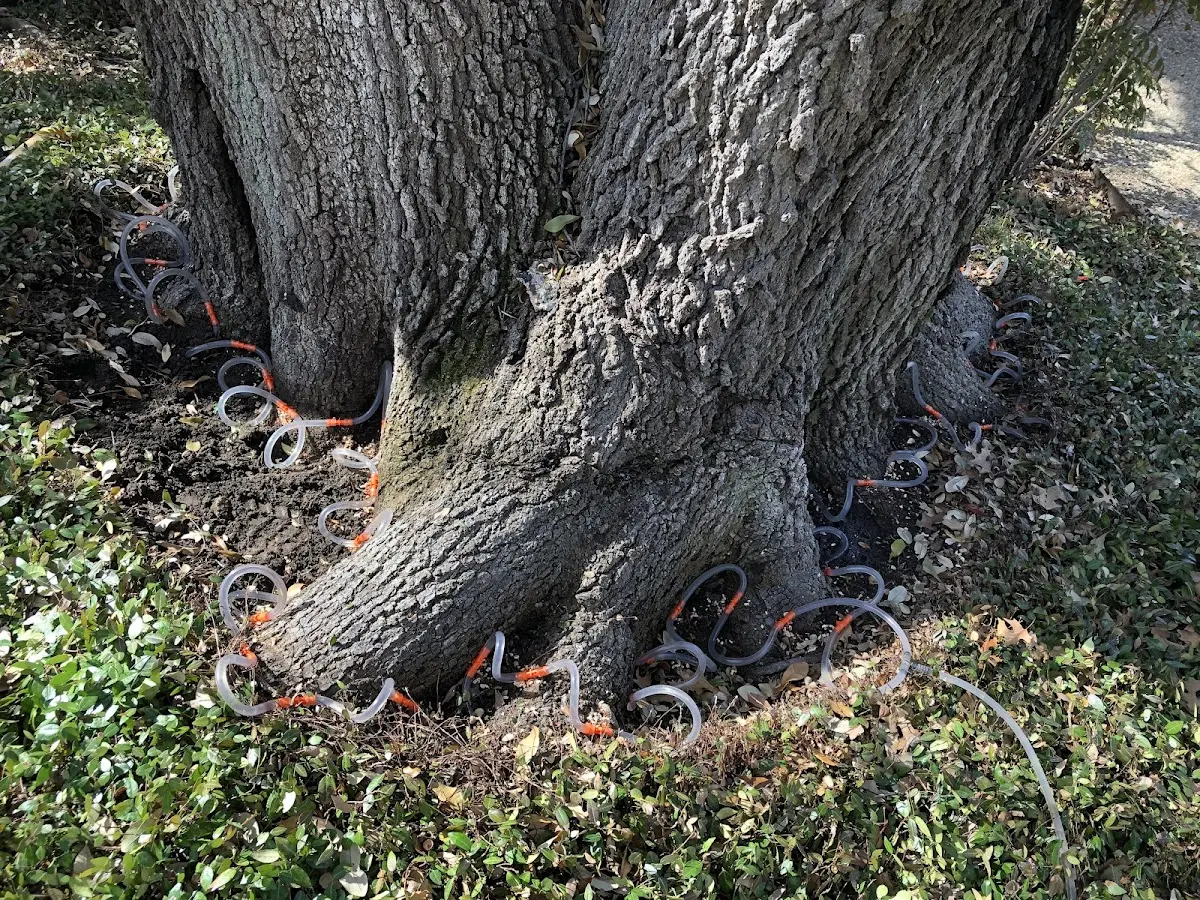 Detailed Tree Cabling and Bracing job site in Glade Hill