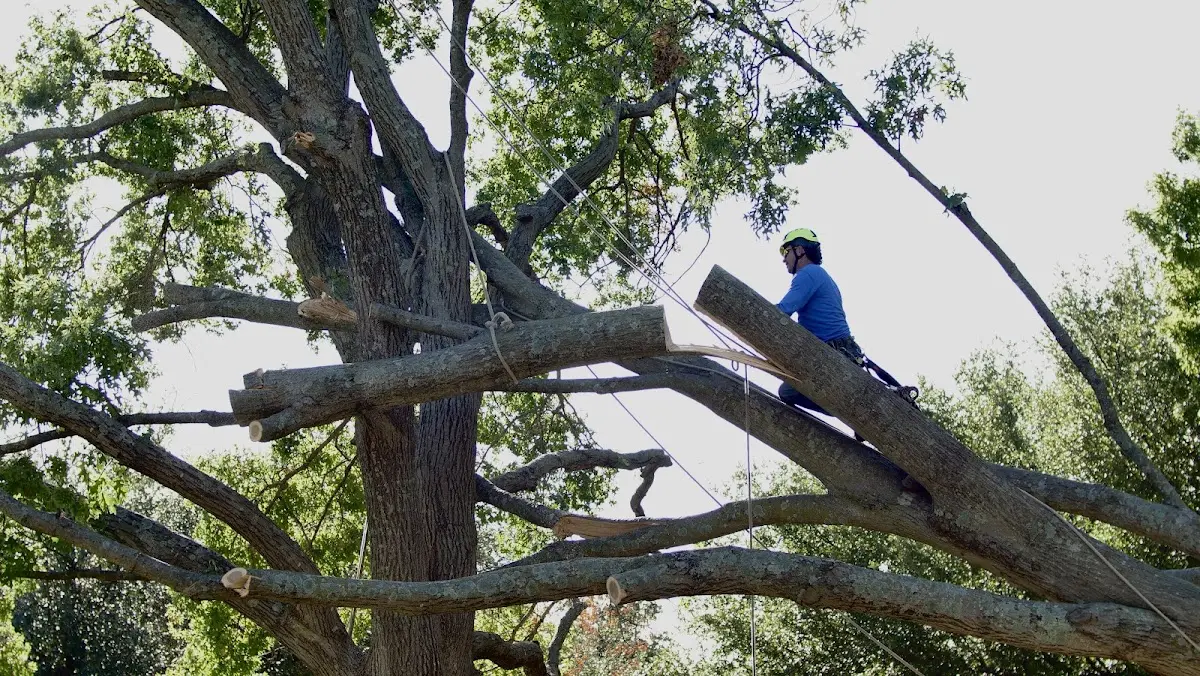Professional Crown Thinning performed by certified arborists in Glade Hill