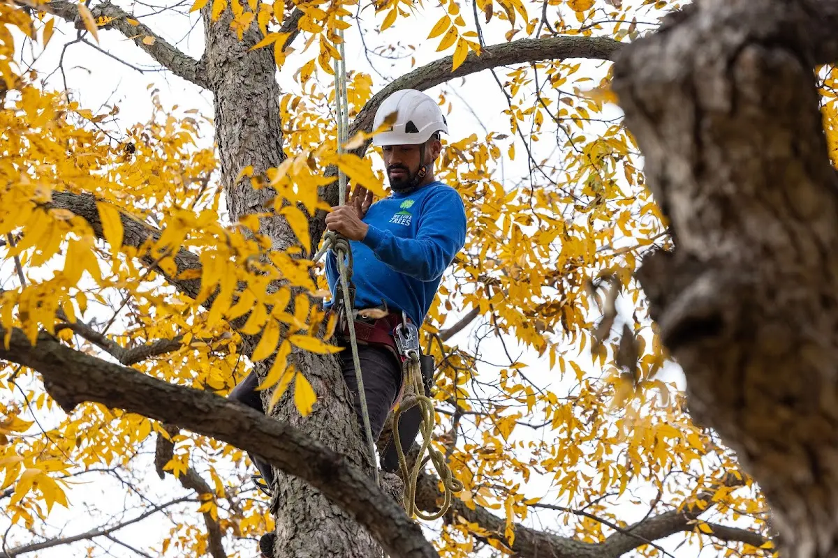 Skilled Tree Planing crew working in Glade Hill